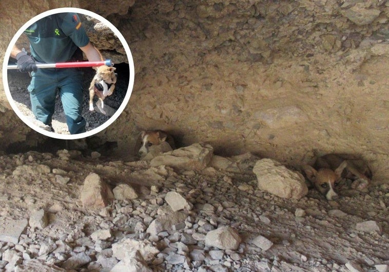Rescatados tres cachorros de galgo desnutridos en una cueva de Santomera